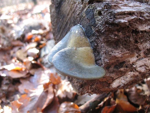 2007 11 Etangs de Hollande 42